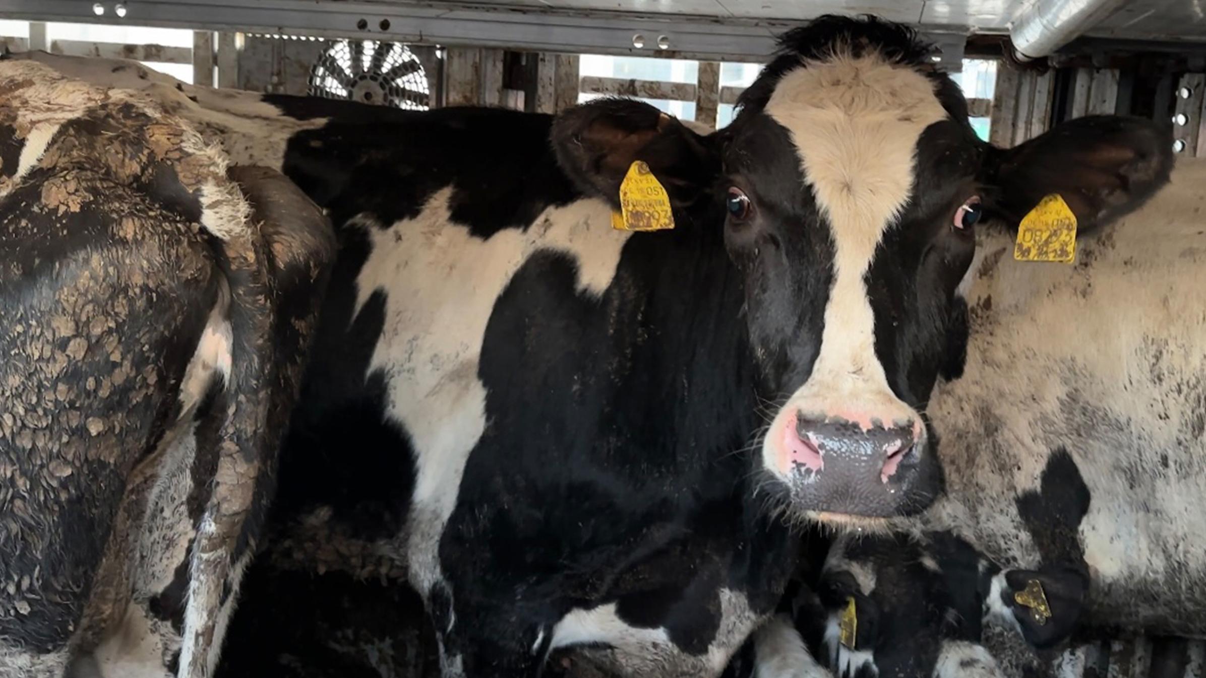 Tiertransporte: Gefangen zwischen den Grenzen, 26. November 22.15 Uhr ZDF