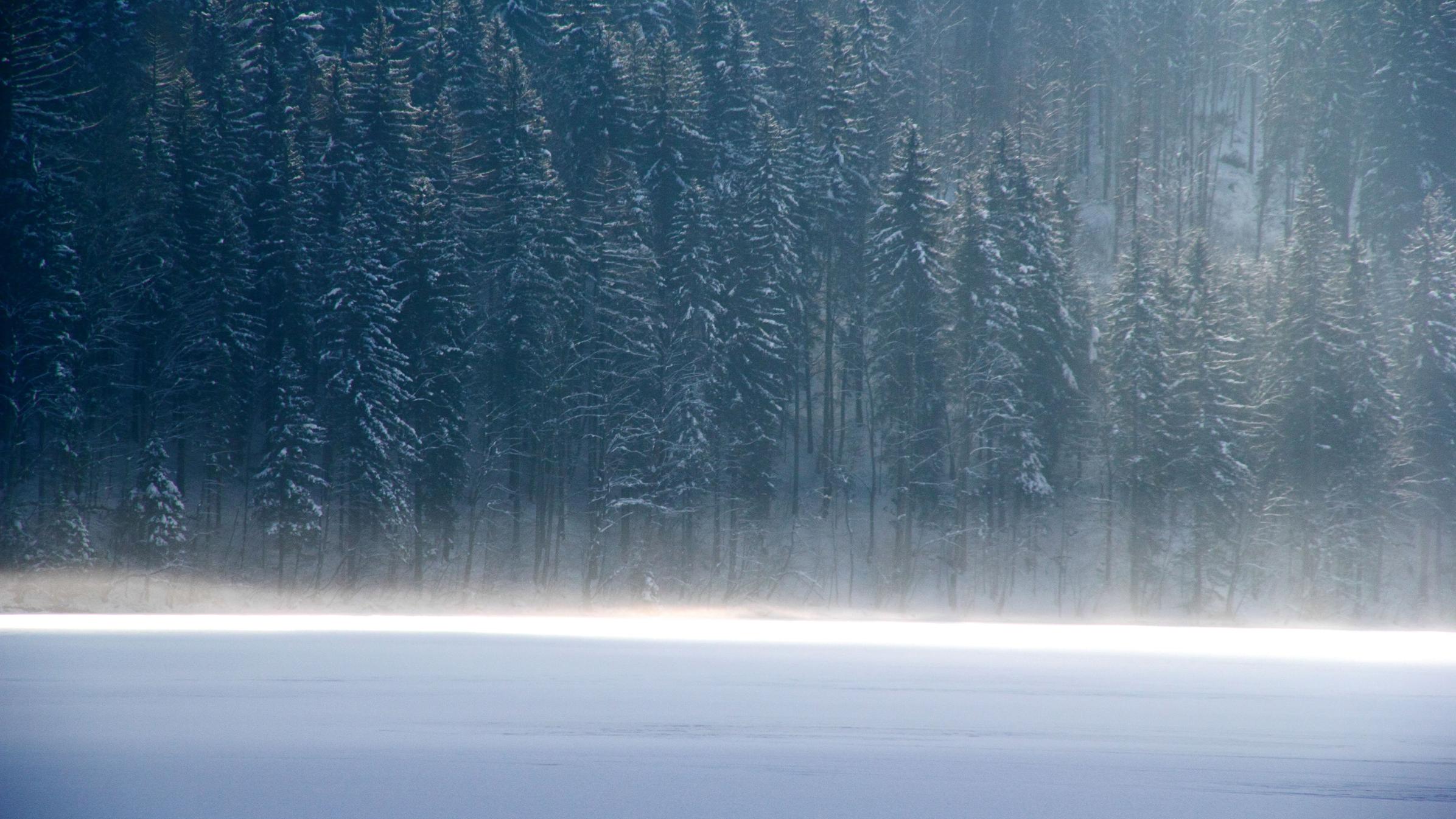 Winterlicher Wald mit schneebedecktem Feld davor